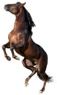 Brown Andalusian Horse Isolated On White Sticker