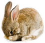 Brown Baby Bunny Sticker