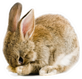 Brown Baby Bunny Sticker