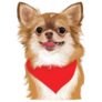 Brown Chihuahua Sticker