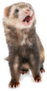 Brown Ferret Mouth Open Sticker