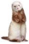 Brown Ferret Standing On A White Background Sticker