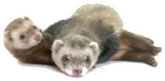Brown Ferrets Laying On Each Other Sticker