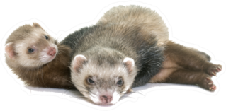 Brown Ferrets Laying On Each Other Sticker