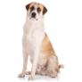 Brown Great Pyrenees Sticker
