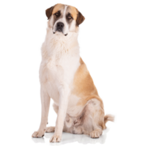 Brown Great Pyrenees Sticker