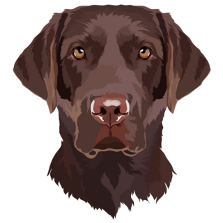 Brown Lab Lookin At You Sticker