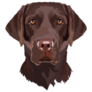 Brown Lab Lookin At You Sticker