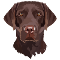 Brown Lab Lookin At You Sticker