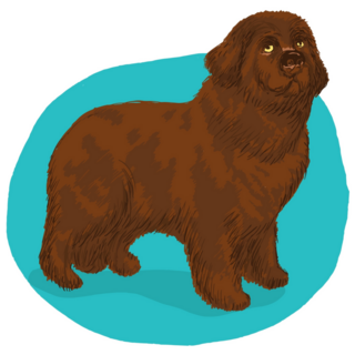 Brown Newfoundland Sticker