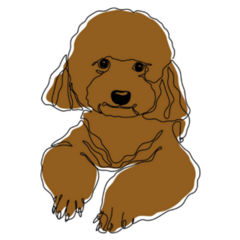 Brown Poodle Smirk Sticker
