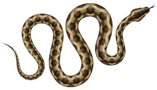 Brown Python Illustration Sticker