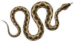 Brown Python Illustration Sticker