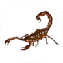 Brown Scorpion Illustration Sticker