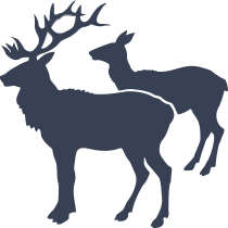 Buck And Deer Sticker