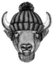 Buffalo in Beanie Sticker