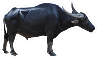 Buffalo Profile Sticker