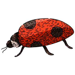 Bug Ladybug Hand Drawn Sticker