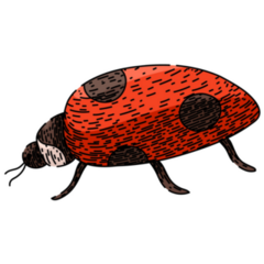 Bug Ladybug Hand Drawn Sticker