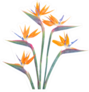 Bunch  Of Bird Of Paradise Fresh Flowers Sticker