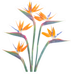 Bunch  Of Bird Of Paradise Fresh Flowers Sticker