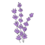 Bunch Of Lavender Sticker