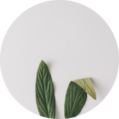 Bunny Rabbit Ears Made Of Natural Green Leaves Sticker