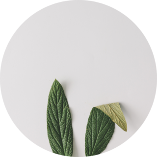 Bunny Rabbit Ears Made Of Natural Green Leaves Sticker