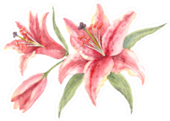 Bush Pink Stargazer Lilies Watercolor Sticker