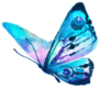 Butterflies Design