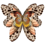 Butterfly Baroque Ornament Sticker