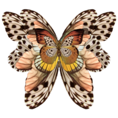 Butterfly Baroque Ornament Sticker