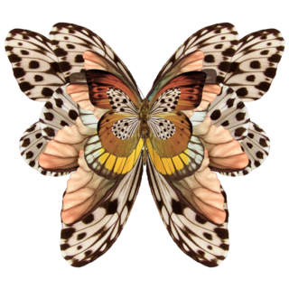 Butterfly Baroque Ornament Sticker