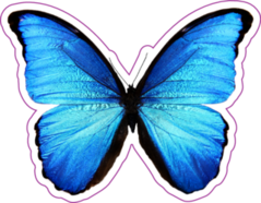 Butterfly Morpho Didius Sticker