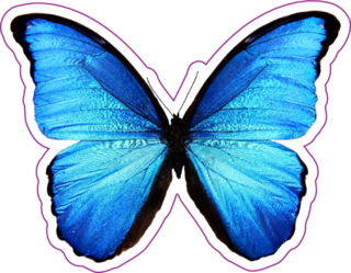Butterfly Morpho Didius Sticker