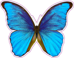 Butterfly Morpho Didius Sticker