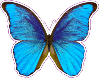 Butterfly Morpho Didius Sticker