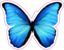 Butterfly Morpho Didius Sticker