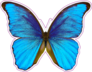Butterfly Morpho Didius Sticker