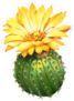 Cactus Bulb with Large Yellow Flower Sticker
