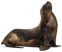 California Sea Lion Looking Up Sticker