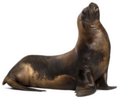 California Sea Lion Looking Up Sticker