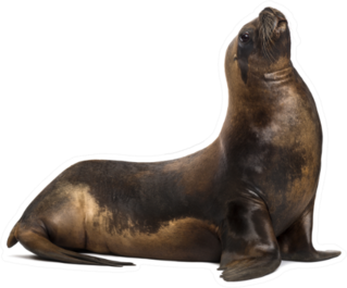 California Sea Lion Looking Up Sticker
