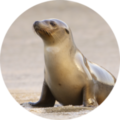 California Sea Lion On Beach In Morning Light Sticker