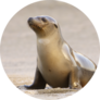 California Sea Lion On Beach In Morning Light Sticker