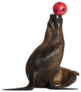 California Sea Lion Playing With Ball Against White Sticker