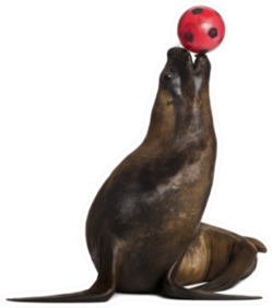 California Sea Lion Playing With Ball Against White Sticker