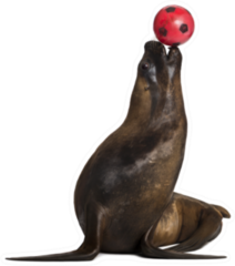 California Sea Lion Playing With Ball Against White Sticker