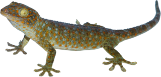 Calling Gecko Lizard Sticker