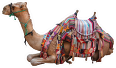 Camel, Decorated With Saddle Sticker